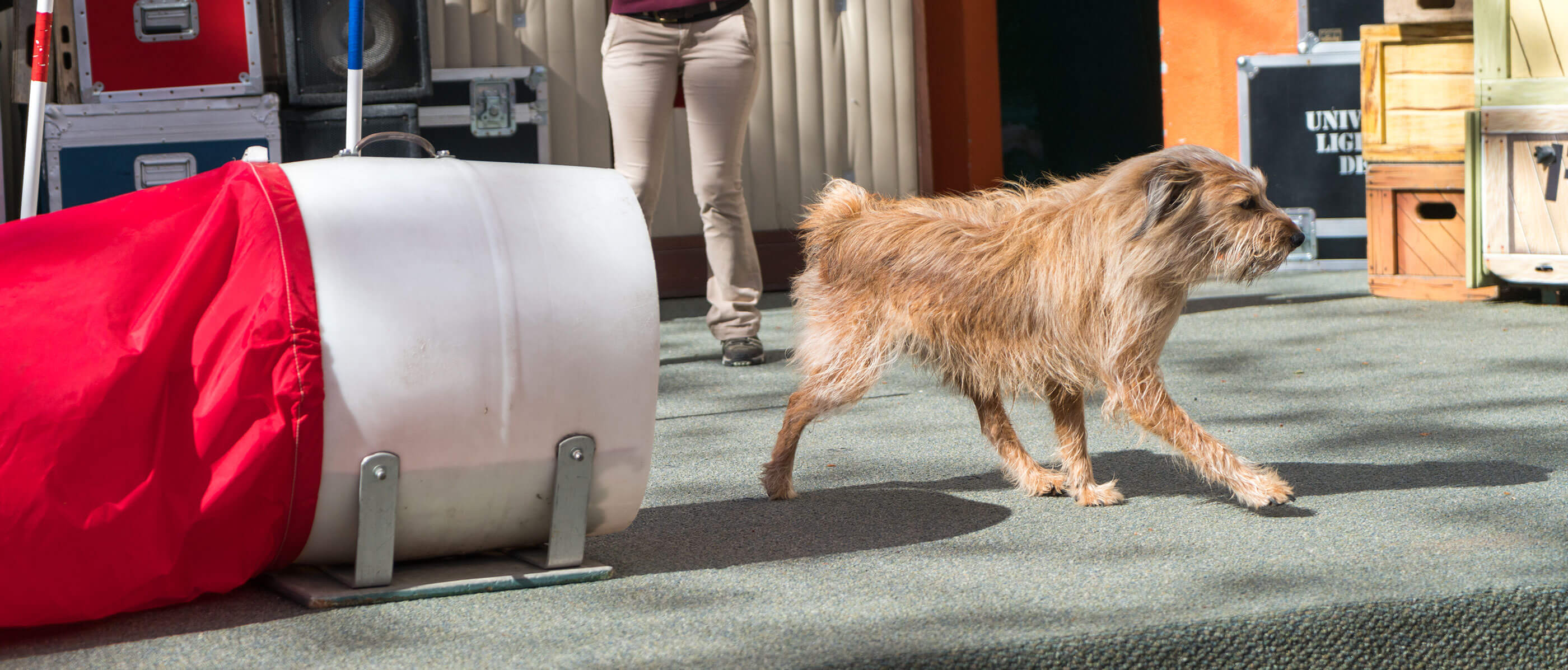 A dog running out of a tunnel on a sunny day.