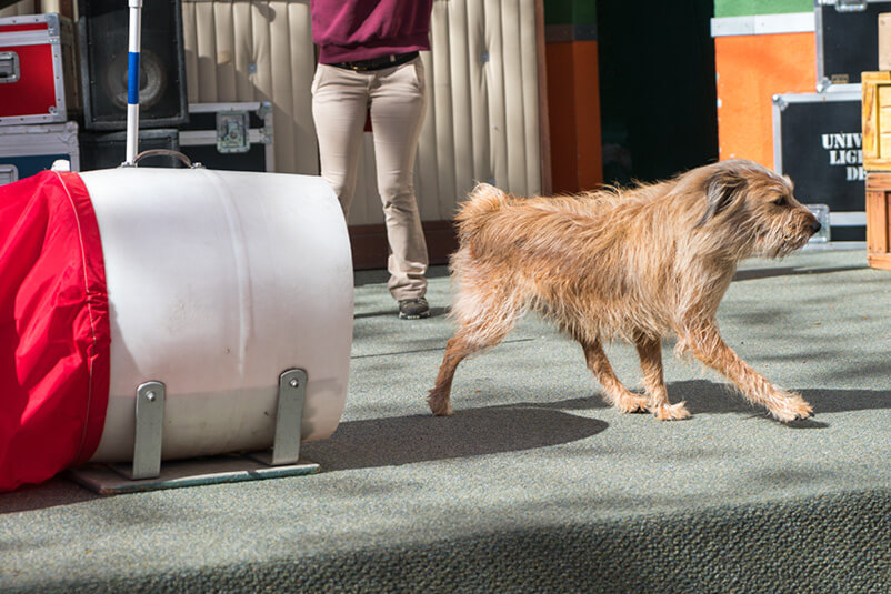 A dog running out of a tunnel on a sunny day.