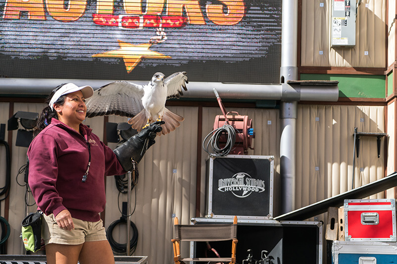 Woman with a Hawk on her hand.