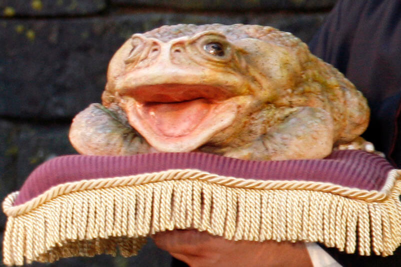 A large frog on a pillow.