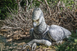 A statue of a Hippogriff at The Wizarding World of Harry Potter.