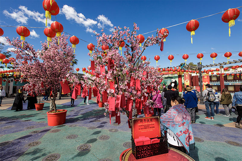 Cherry Blossom Trees with wishes in them